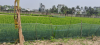বিমানবন্দর প্রাচীরের সাথে জমি বিক্রি